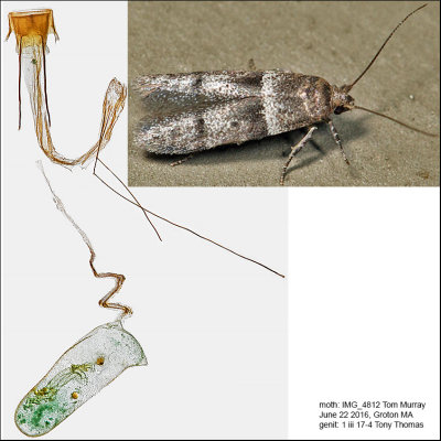 1167 - Blastobasis pulchella