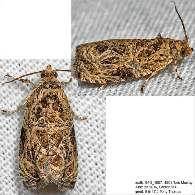 2776 - Woolly-backed Moth - Olethreutes furfuranum*