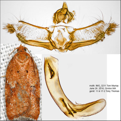 3521.1 - Acleris stadiana