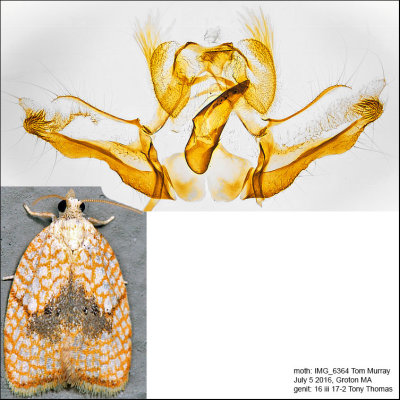 3501 - Maple Leaftier - Acleris forsskaleana