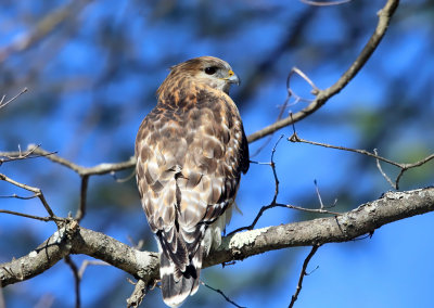 Red-shouldered Hawk - Buteo lineatus