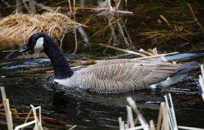 Canada Goose - Branta canadensis