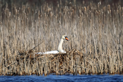 Mute Swan on nest