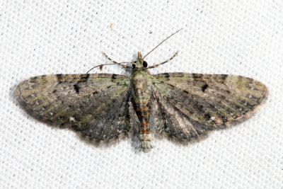 7474 - Common Eupithecia - Eupithecia miserulata