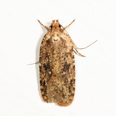 0867  Agonopterix pulvipennella