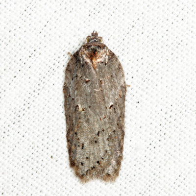 3558 - Acleris busckana