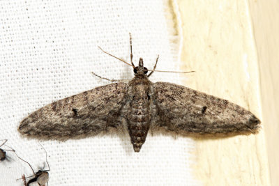 Eupithecia sp.