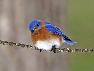 Eastern Bluebirds - Sialia sialis