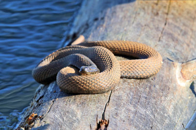 Northern Water Snake - Nerodia sipedon sipedon