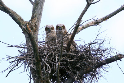 Great Horned Owlets - Bubo virginianus