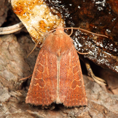 9942 - Red-winged Sallow - Xystopeplus rufago