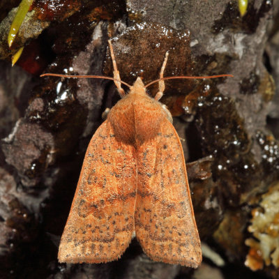 9942 - Red-winged Sallow - Xystopeplus rufago