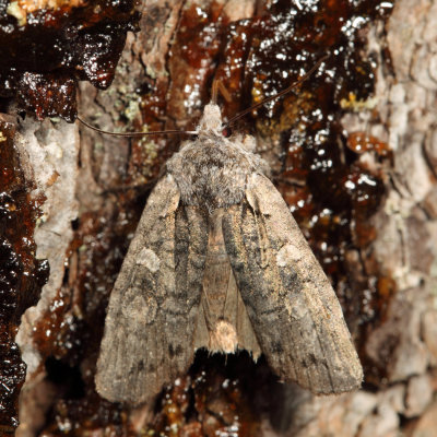9909 - Luke-warm Pinion Moth - Lithophane tepida