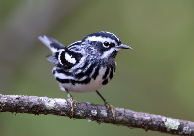 Black-and-white Warbler - Mniotilta varia