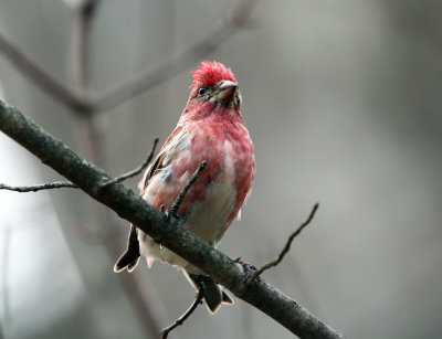 Purple Finch with conjunctivitis