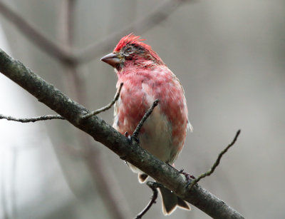 Purple Finch with conjunctivitis