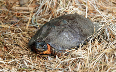 Wood Turtle - Clemmys insculpta