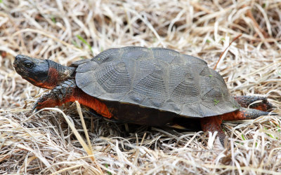Wood Turtle - Clemmys insculpta