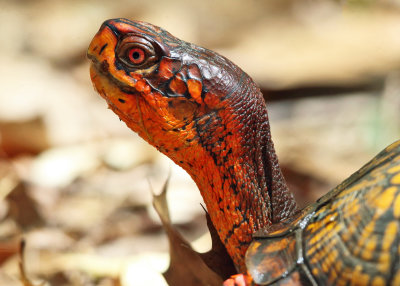 Eastern Box Turtle - Terrapene carolina