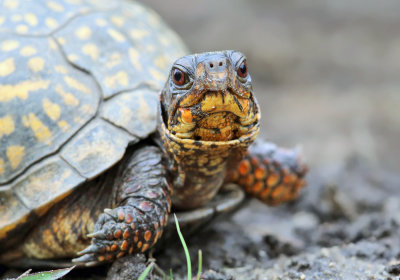 Eastern Box Turtle - Terrapene carolina
