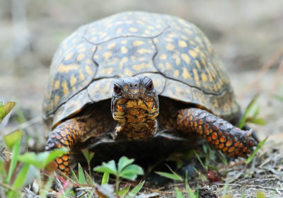 Eastern Box Turtle - Terrapene carolina