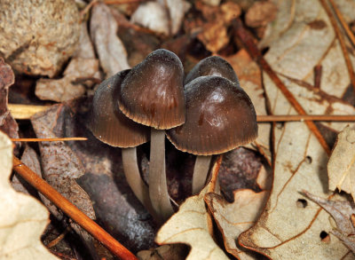 Mycena griseoviridis