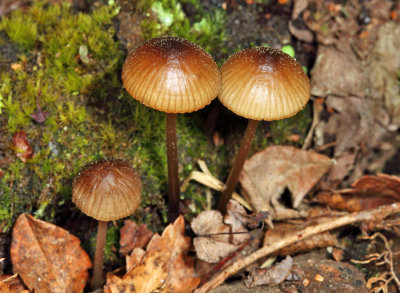 Mycena griseoviridis