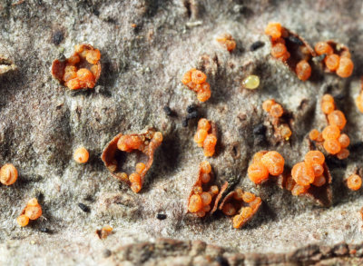 Hydropisphaera sp.
