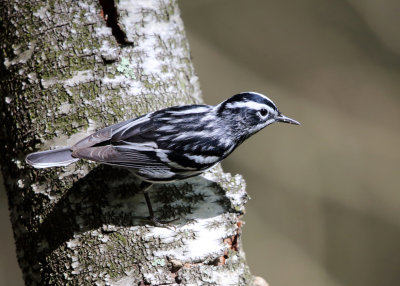 Black-and-white Warbler - Mniotilta varia