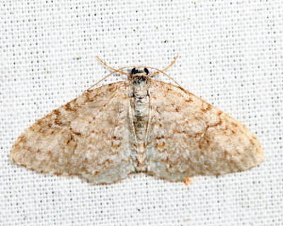 7428 - Brown-shaded Carpet - Venusia comptaria