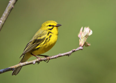 Prairie Warbler - Setophaga discolor