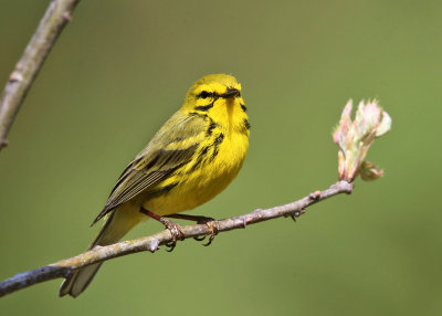 Prairie Warbler - Setophaga discolor