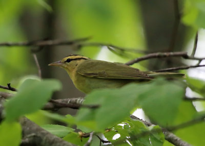 Warblers genus Helmitheros