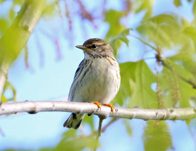 Blackpoll Warbler - Setophaga striata