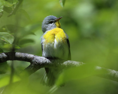 Northern Parula - Setophaga americana