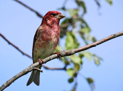 Purple Finch - Haemorhous purpureus