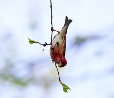 Purple Finch - Haemorhous purpureus