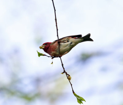 Purple Finch - Haemorhous purpureus