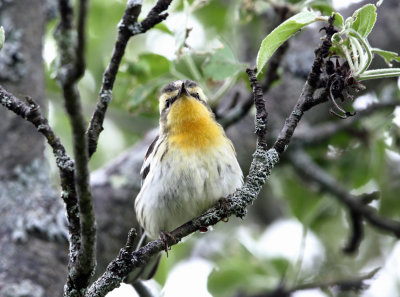 Blackburnian Warbler - Setophaga fusca (female)