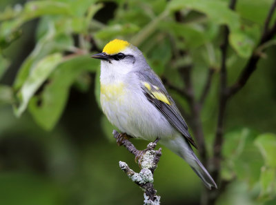 Brewsters Warbler