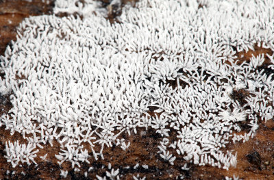 (slime mold) Ceratiomyxa fruticulosa