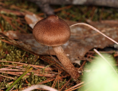 Inocybe sp.