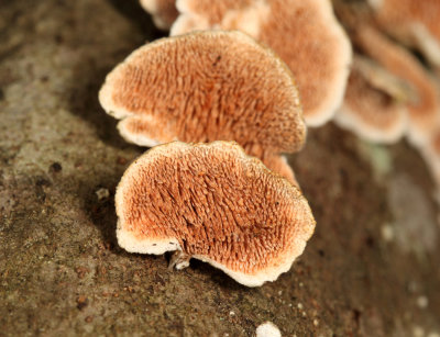 Trichaptum biforme (Purple-toothed Polypore)