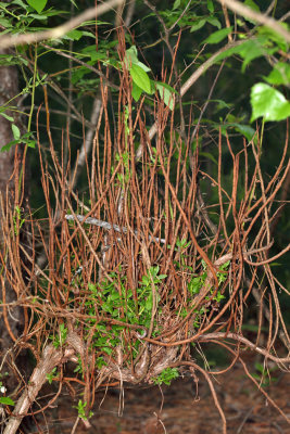 Moniliophthora perniciosa (Witch's Broom Fungus)