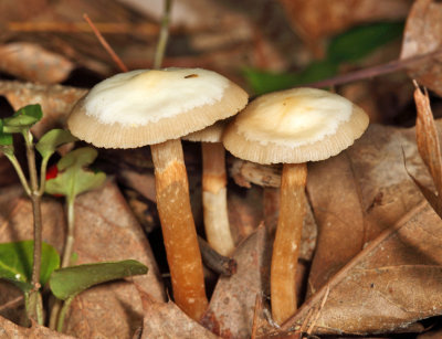 Pholiota mutabilis