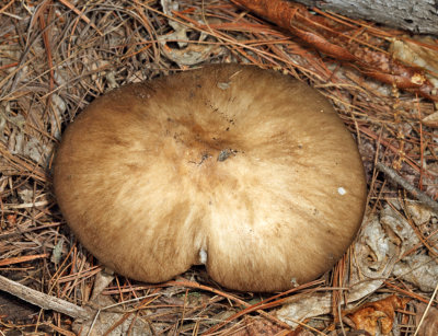 Eastern American Platterful Mushroom - Megacollybia rodmanii