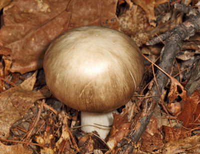 Eastern American Platterful Mushroom - Megacollybia rodmanii