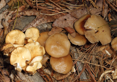 Pholiota mutabilis