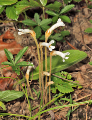 One-flowered Cancerroot - Orobanche uniflora
