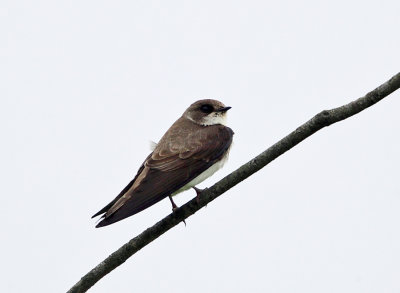 Bank Swallow - Riparia riparia